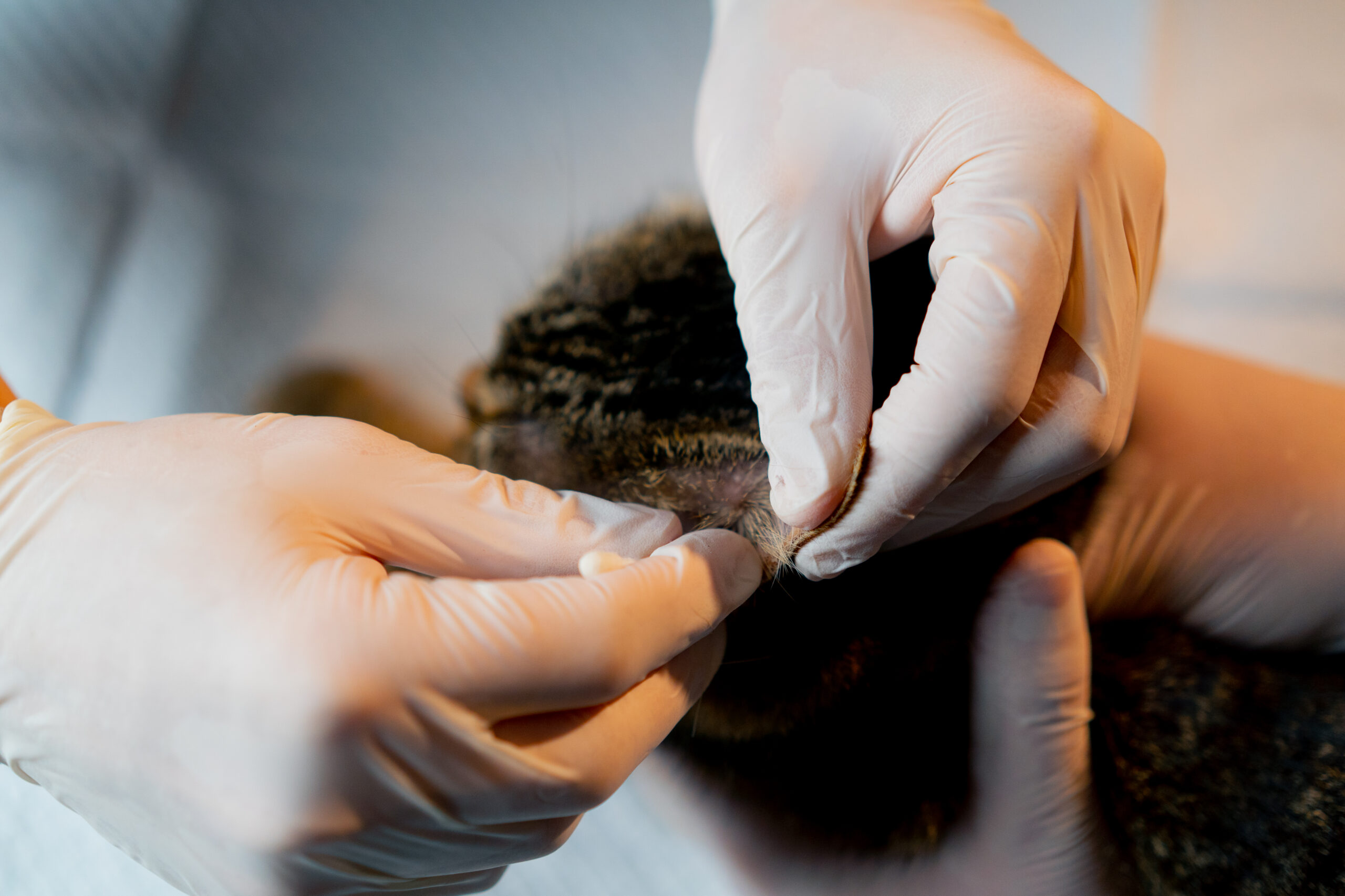 close up in a veterinary clinic a veterinarian doctor holds another and takes a swab from a cat's ear